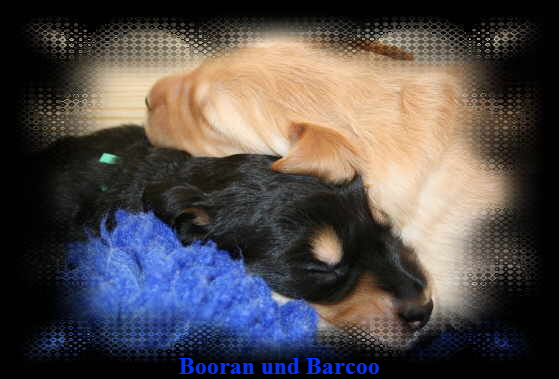 Booran und Barcoo